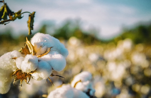 THE SHORT HISTORY OF COTTON PART 2